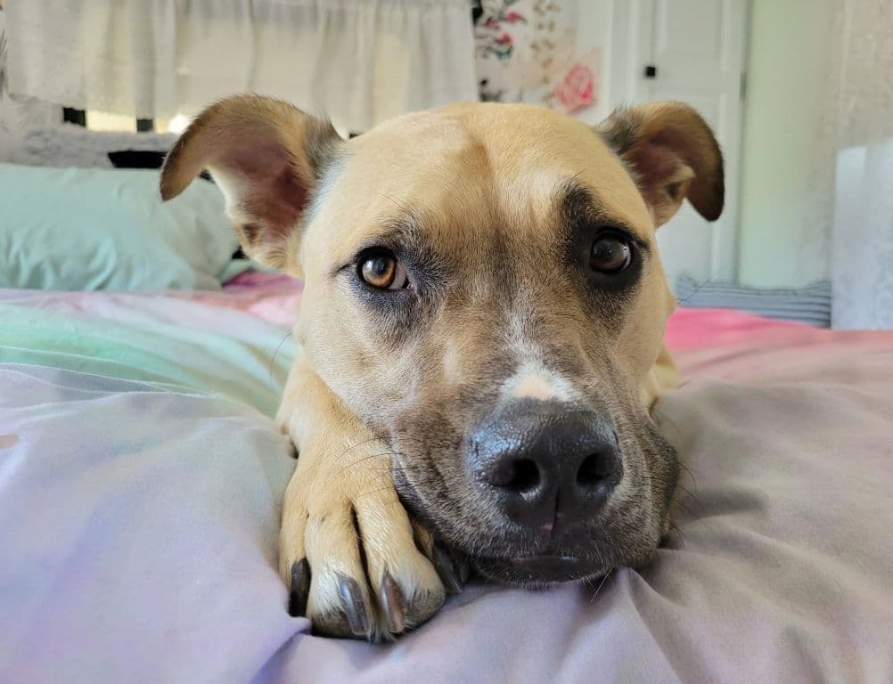 The Endless Poxybilities mascot, Lady.